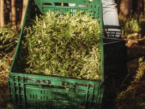 Green crate full of freshly picked woodruff