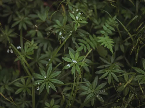 Woodruff growing on the forest floor