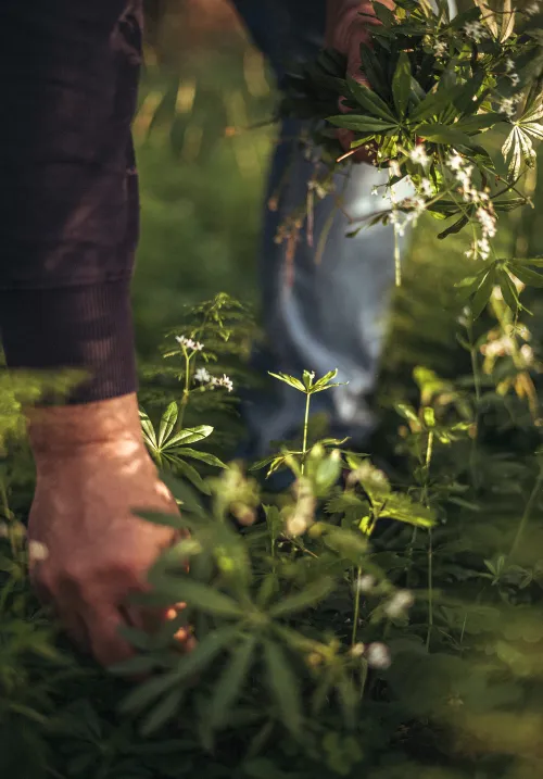 Hand picking woodruff on the forest floor