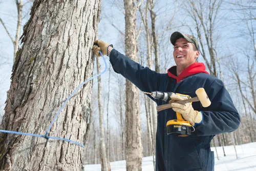 Man tapping a maple tree in the snowy forest