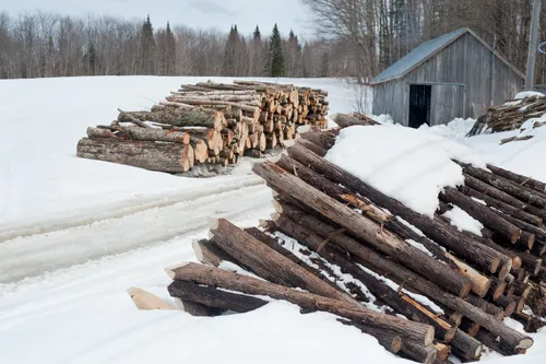 Stacked firewood logs in the snow