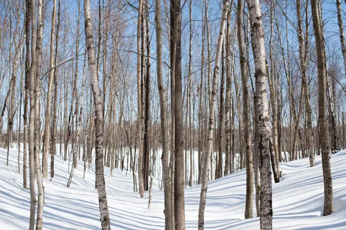 Maple forest in winter snow