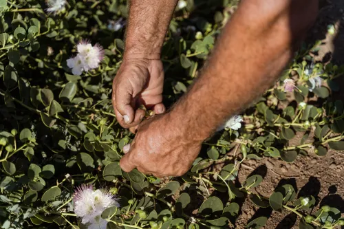 Hands picking capers from the plant