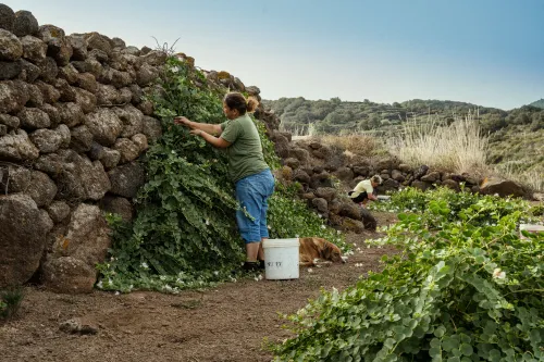 Farmer harvesting capers beside a stone wall