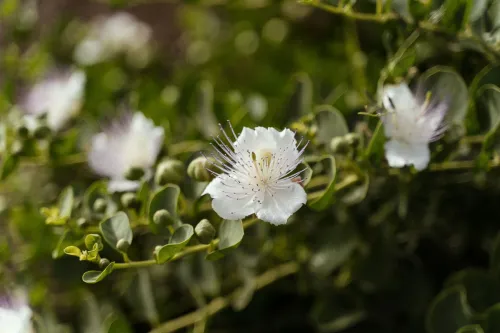 Caper flower in bloom