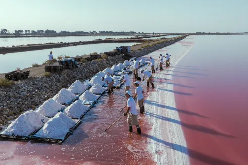 Workers harvesting sea salt into white bags along a pink salt pan