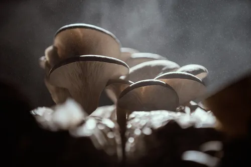 Oyster Mushroom