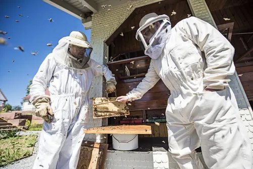 Beekeepers in white suits inspecting a honeycomb frame