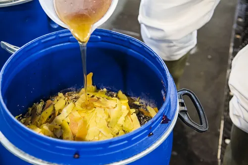 Honey being poured into a blue barrel filled with honeycomb