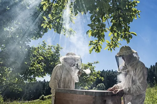 Beekeepers in protective suits tending hives under a tree