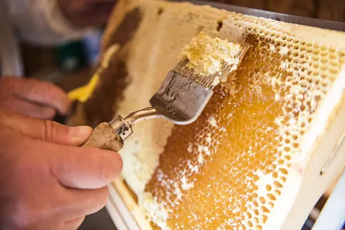 Hand brushing bees off a honeycomb frame