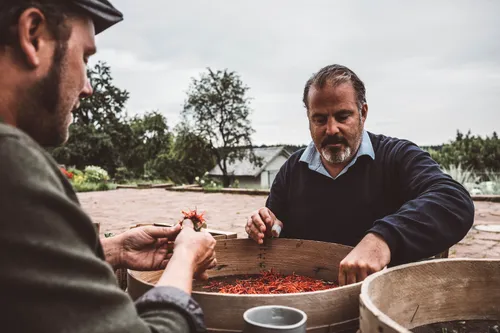 Two men sorting red petals in a wooden sieve