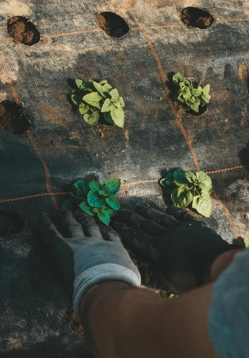Gloved hands planting botanical seedlings in the soil