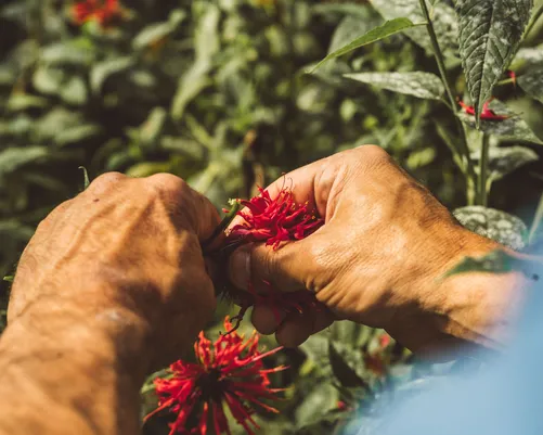 Hands picking red monarda blossoms
