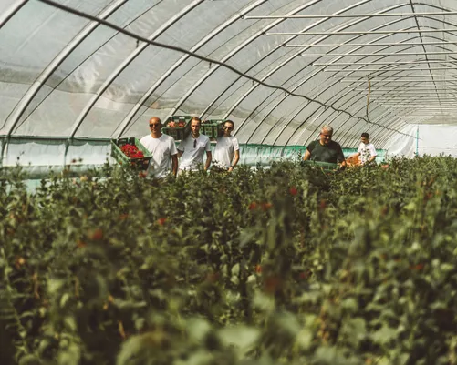 Harvesters among rows of plants in a polytunnel