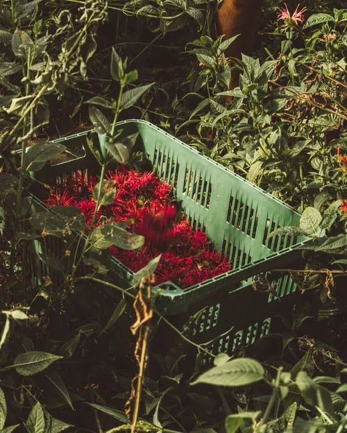 Freshly picked red monarda flowers in a green crate