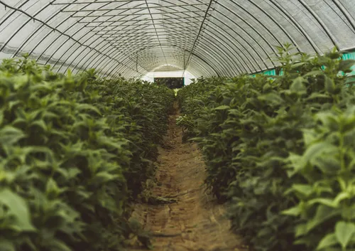 Rows of botanical plants growing inside a polytunnel