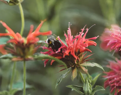Bumblebee on red monarda flowers
