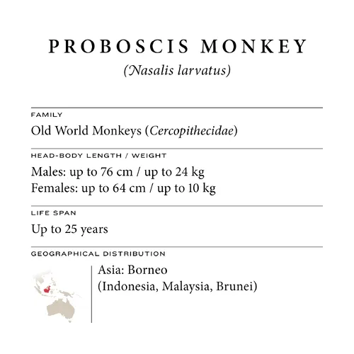 Proboscis monkey fact sheet: family, size, life span and distribution in Borneo