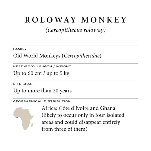 Roloway monkey fact sheet: family, size, life span and distribution in Côte d'Ivoire and Ghana