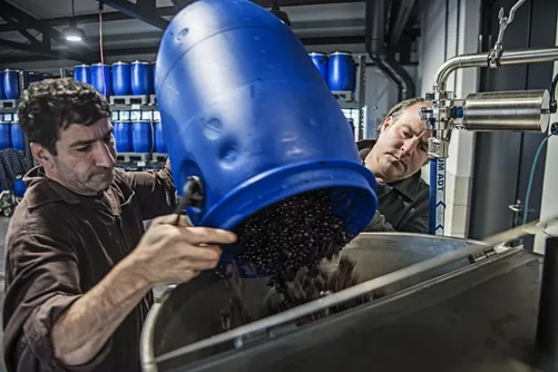 Men tipping sloes from a blue barrel in the Monkey 47 distillery