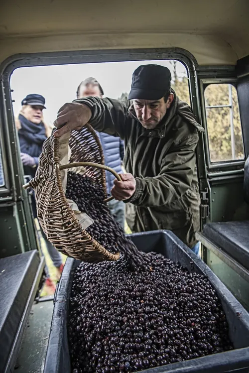 Men unloading crates of sloes from a van