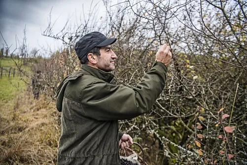 Man picking sloes from a blackthorn bush