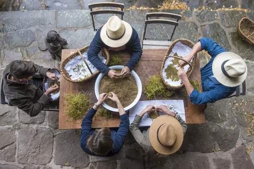 Overhead view of people in hats sorting botanicals at a table