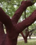 Cork oak tree with its bark freshly stripped