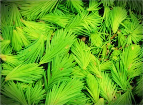 Close-up of fresh green spruce tips