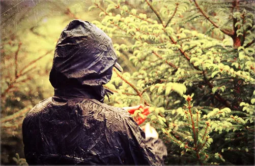 Person in a rain jacket picking spruce tips in the forest