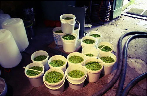 Containers of spruce tips in the Monkey 47 distillery