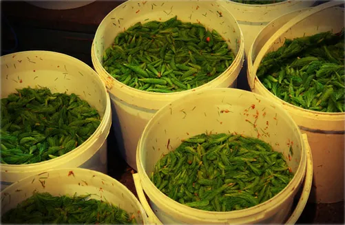 Buckets full of freshly picked spruce tips