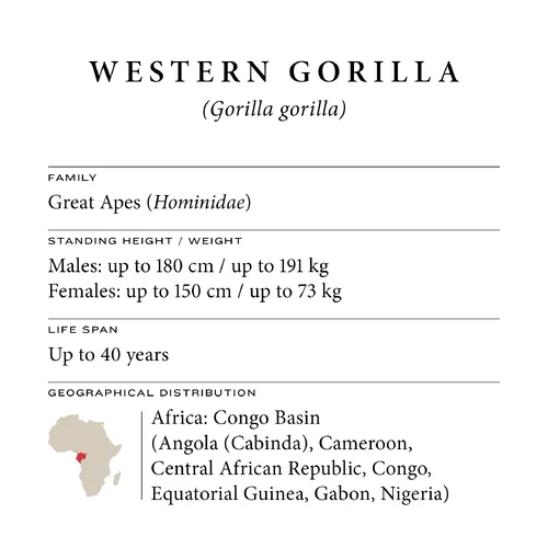 Western gorilla fact sheet: family, size, life span and distribution in the Congo Basin