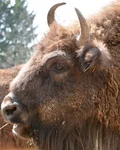 Bison close-up in the Black Forest