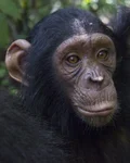 Young chimpanzee in the forest