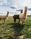 Alpacas in a meadow at the Schaberhof