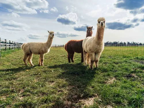 Alpacas in a meadow at the Schaberhof