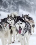 Husky team pulling a dog sled through the snow