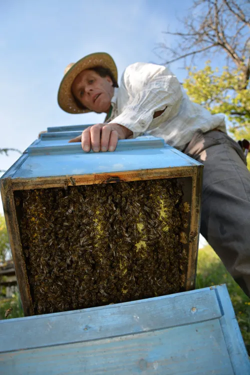 Beekeeper lifting a wooden hive box
