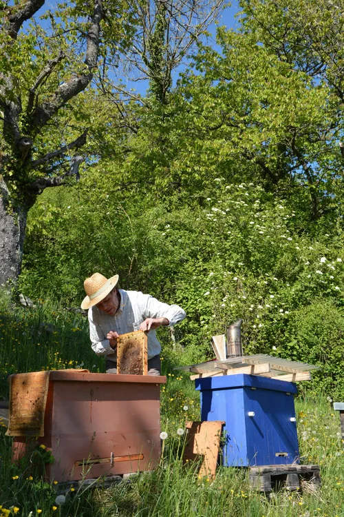 Beekeeper tending hives in a garden