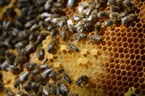 Bees on a honeycomb