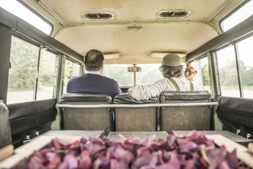 Men in a truck bed loaded with harvested purple leaves