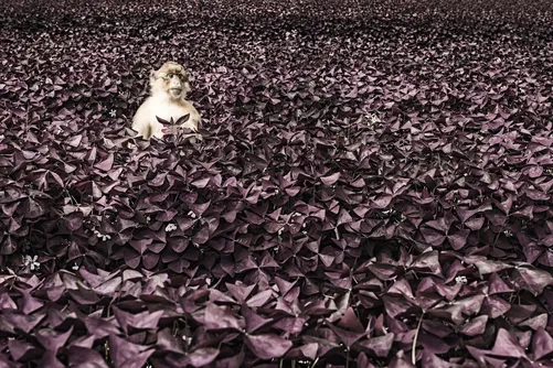 Man crouching in a field of purple-leaved plants