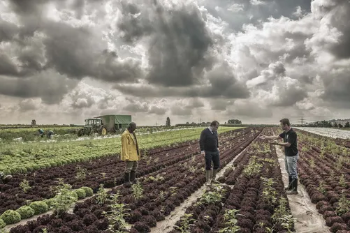 People walking between rows of crops under dramatic clouds