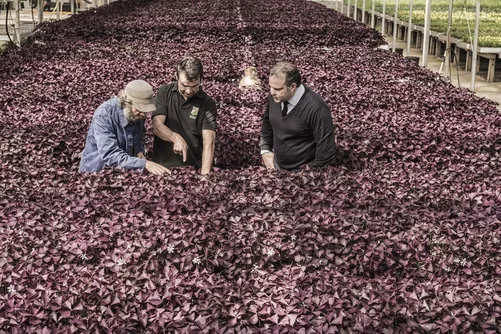 Three men inspecting purple-leaved plants in a field