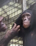 Two adult chimpanzees behind a fence