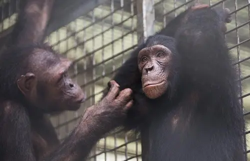 Two adult chimpanzees behind a fence