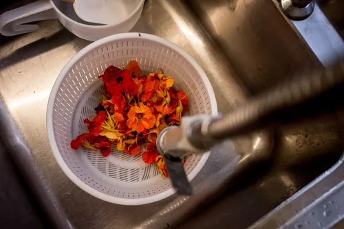 Edible flowers being rinsed in a colander