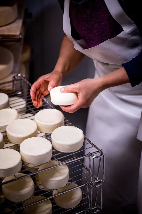 Cheesemaker arranging small fresh cheeses on a rack